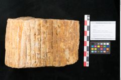 Foto (Objekt + Etikett) von Sigillaria sp. (NHMW-GEO-2024-0188-11102)